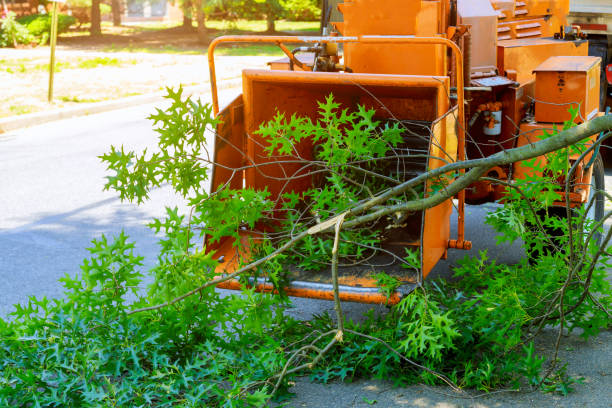 Best Lawn Disease Treatment  in Greenville, KY