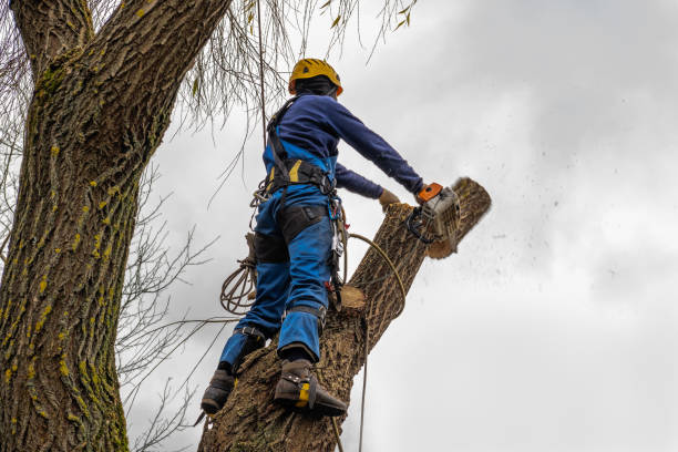 Best Tree Trimming and Pruning  in Greenville, KY