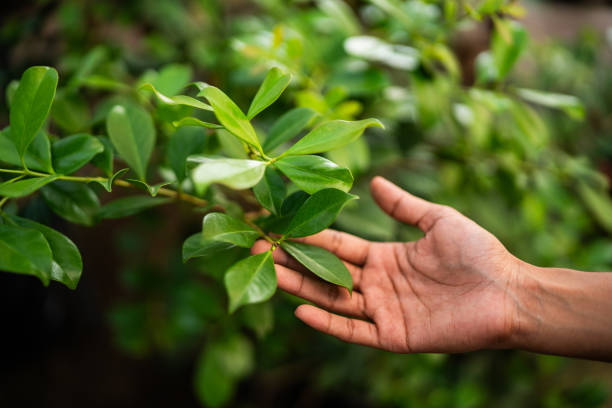 How Our Tree Care Process Works  in  Greenville, KY