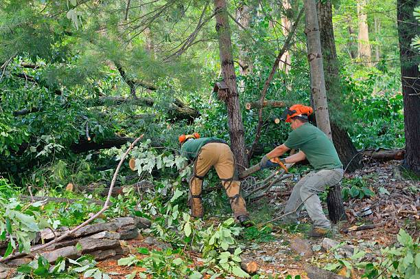 Best Leaf Removal  in Greenville, KY