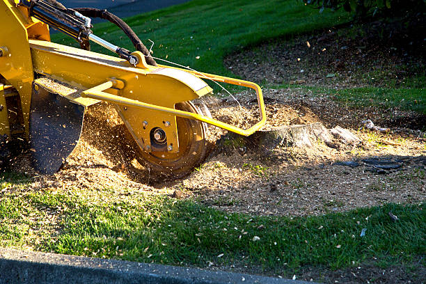 Best Soil Testing and Treatment  in Greenville, KY