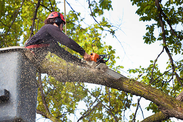 Trusted Greenville, KY Tree Services Experts