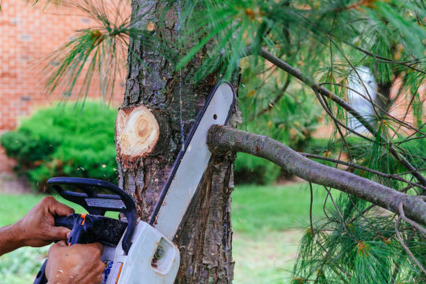 Best Root Management and Removal  in Greenville, KY